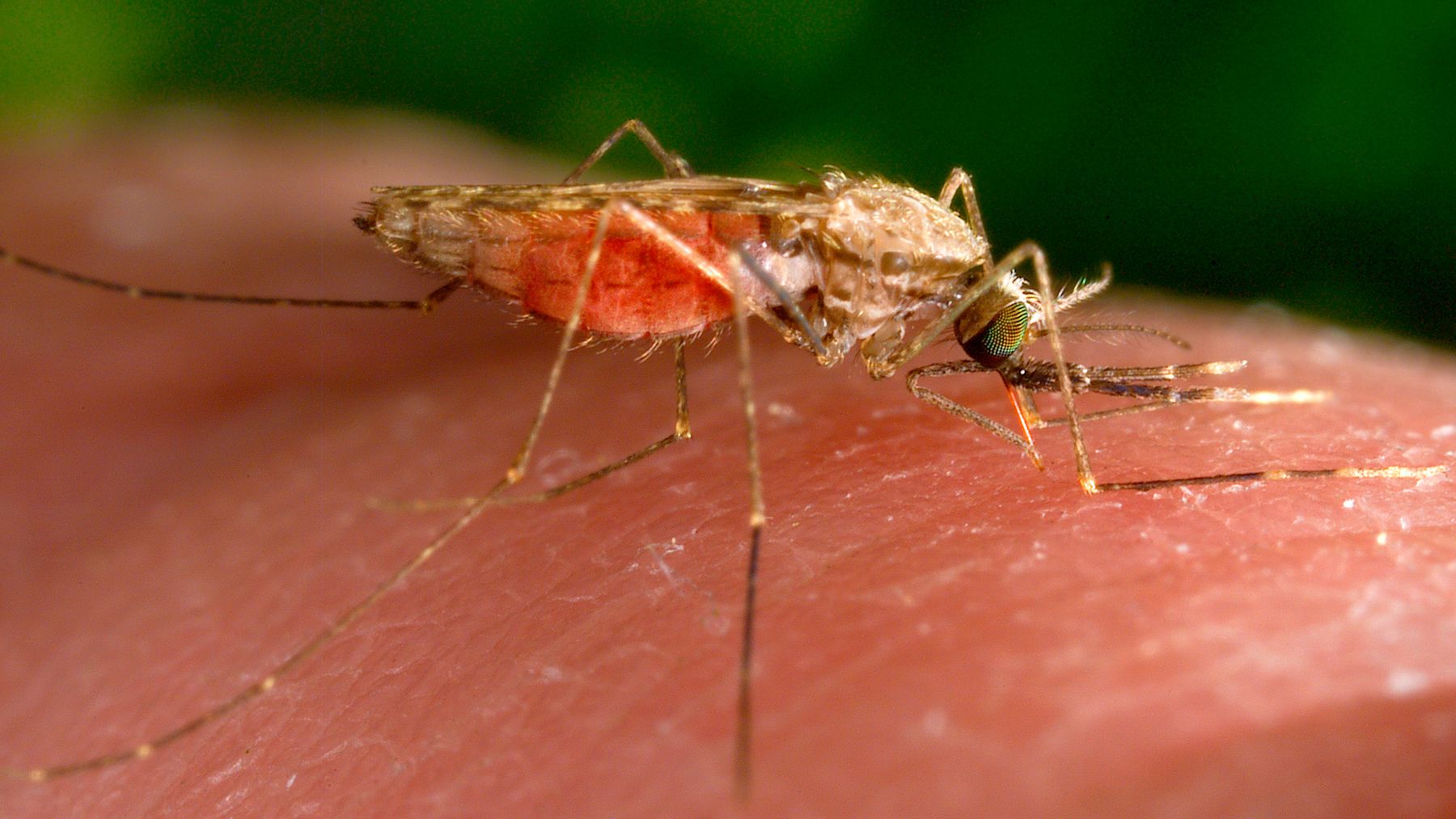 Malaria cases continue to rise in America. (Photo: CNN)