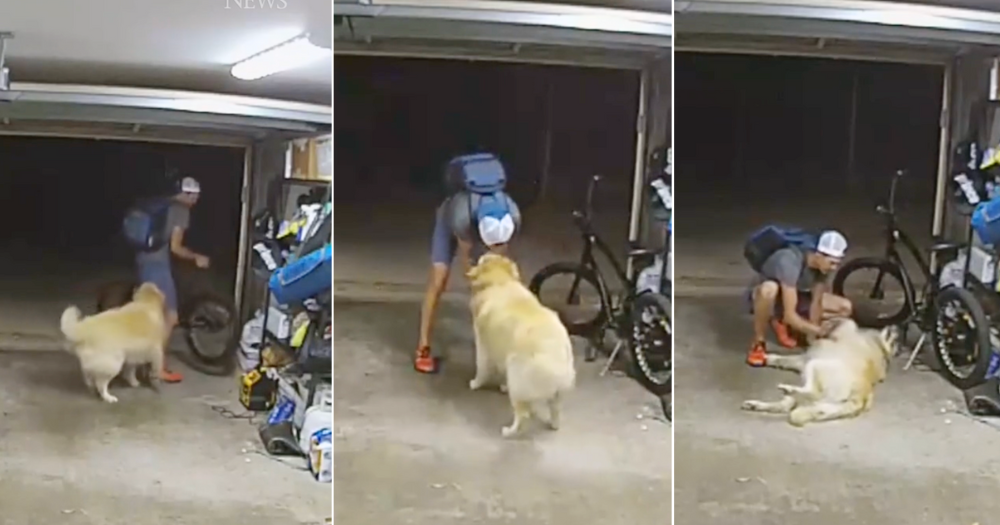 bike thief and dog