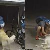 bike thief and dog