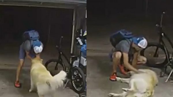 bike thief and dog