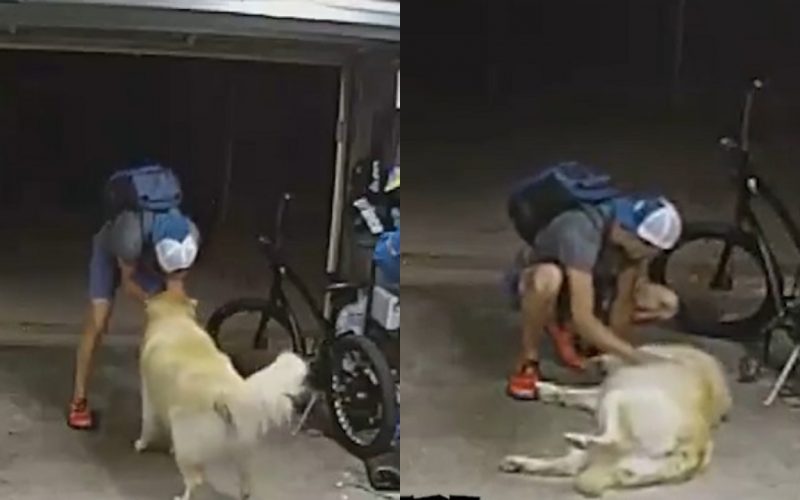 bike thief and dog