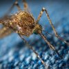 West Nile Virus detected in Grant County. (Photo: Columbian Basin Herald)