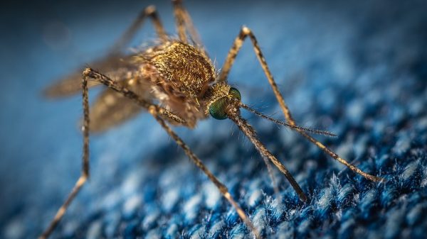 West Nile Virus detected in Grant County. (Photo: Columbian Basin Herald)