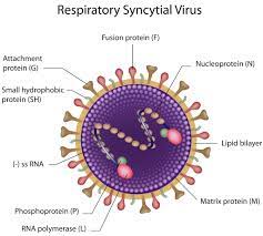 RSV cases are on the rise in which FDA took actions by releasing vaccines for the said illness. (Photo: Pediatric Pulmonologists)