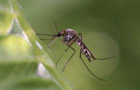 Grant County tests positive for the West Nile Virus. (Photo: Source ONE News)