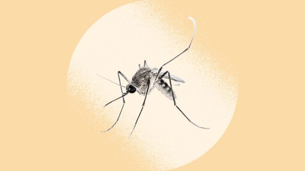 Malaria cases in America continues to rise. (Photo: Everyday Health)