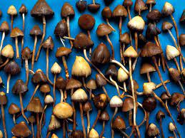 Magic mushrooms may just be the next source of treatment for mental illnesses. (Photo: Healthline)